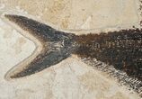 Bargain Diplomystus Fish Fossil - Wyoming #15125-3